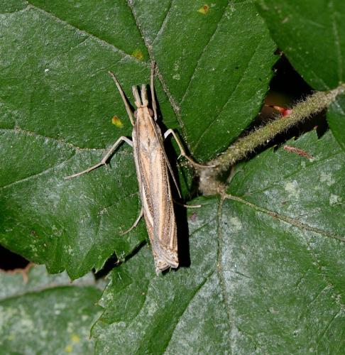 Réf. 264 535 : Ancylolomia tentaculella